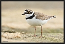 Kleine Plevier, Little Ringed Plover, Charadrius dubius Location: Wierden, the Netherlands kleine plevier MG 9220 kopie
